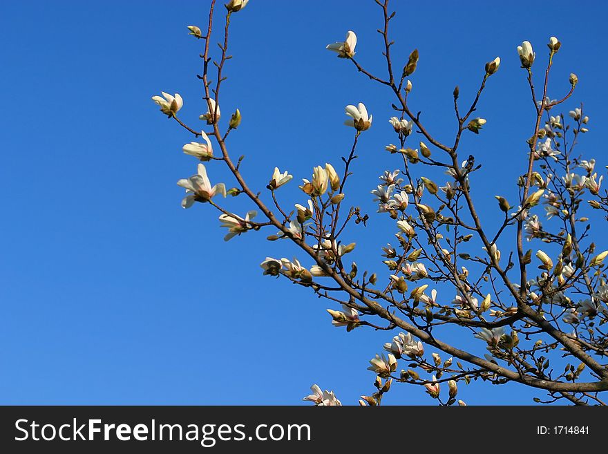 Magnolia blooms during springtime, in the park