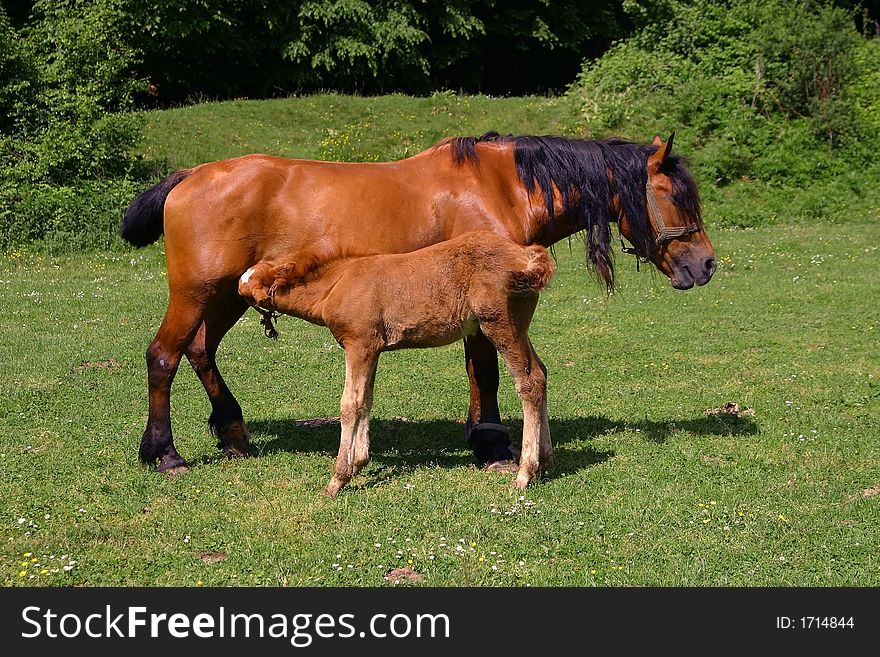 Horses on a sunny day in the field