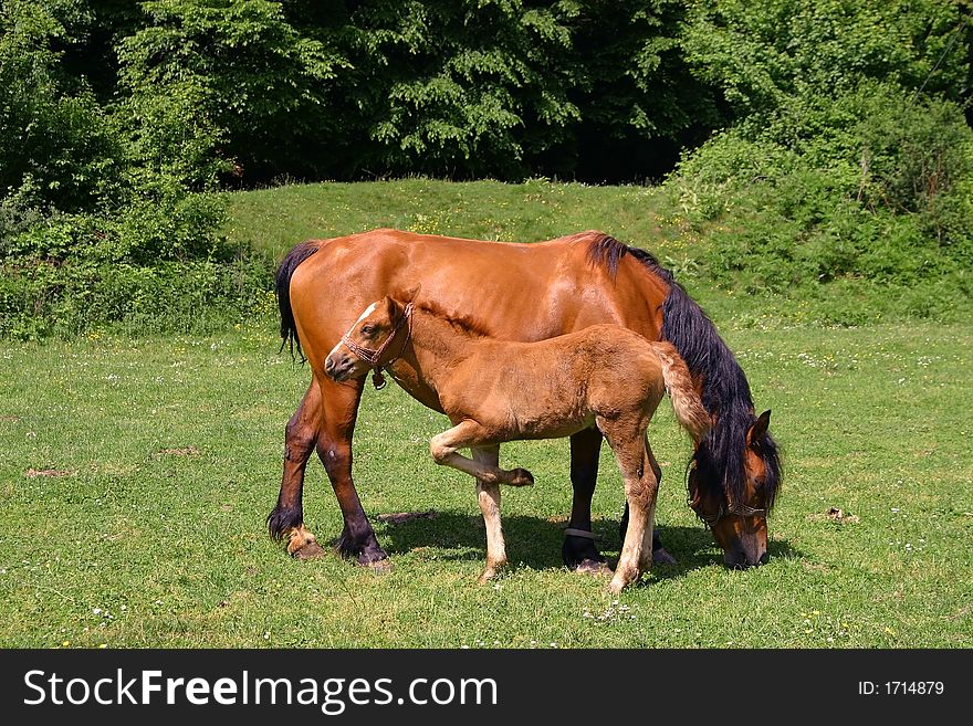 Horses on a sunny day in the field