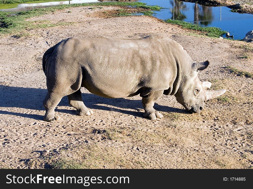 White (square-lipped) rhinoceros, South Africa. White (square-lipped) rhinoceros, South Africa