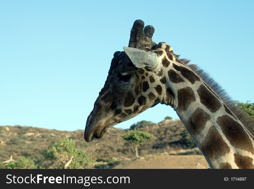 Close up shot of a giraffe. Close up shot of a giraffe