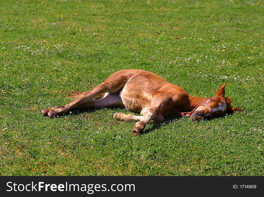 Calf resting on green pasture on a sunny sprin day