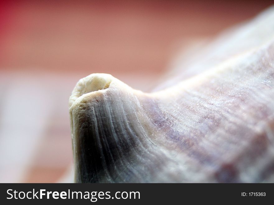 Close up of a horn of a horned shell. Close up of a horn of a horned shell