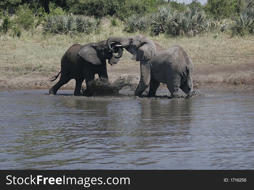 Elephants engaging in a greeting ritual at a watering hole. The atmospheric temperature was 39 degrees Celcius. This ritual lasts a few minutes and each elephant pushes and tugs at the other elephant. Elephants engaging in a greeting ritual at a watering hole. The atmospheric temperature was 39 degrees Celcius. This ritual lasts a few minutes and each elephant pushes and tugs at the other elephant.