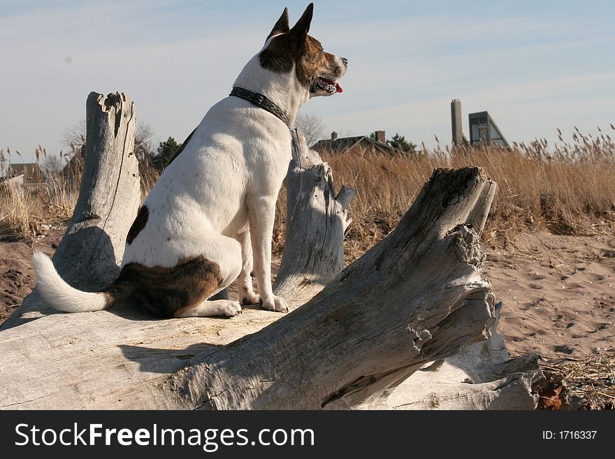 Dog is sitting on driftwood looking down the beach to the sea.