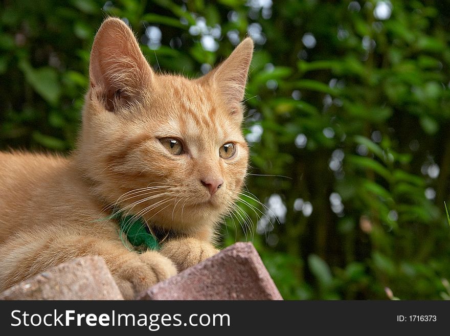 Red haired cat sitting in the garden.