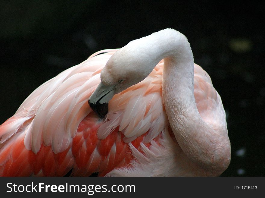 Flamingo up close in the Zoo