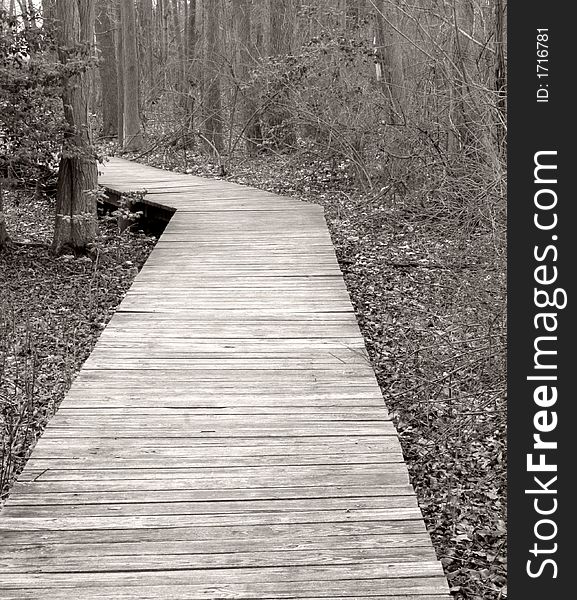 Boardwalk in forest.  Monochromatic color tones emphasizes the quiet and peacefulness of the woods.