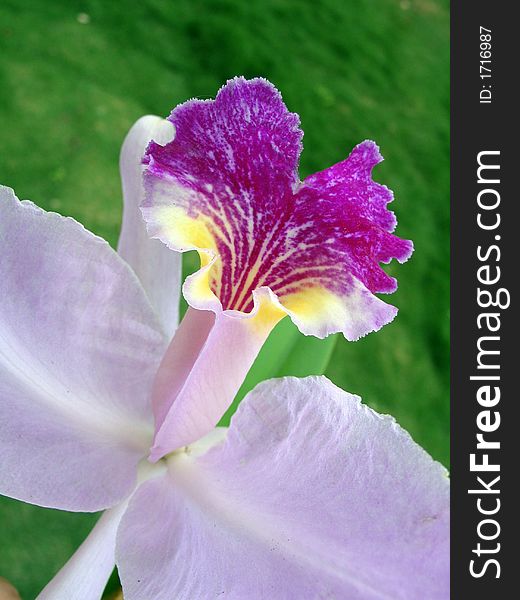 Tropical flower - purple orchid detail