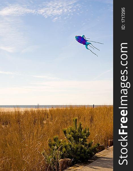 A large kite in the shape of a squid, flies in the wind over a grassy dune near the boardwalk on the beach at Cape May, New Jersey. A large kite in the shape of a squid, flies in the wind over a grassy dune near the boardwalk on the beach at Cape May, New Jersey.