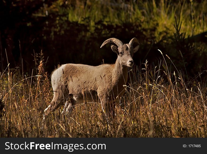 A young bighorn sheep ram in a meadow. A young bighorn sheep ram in a meadow