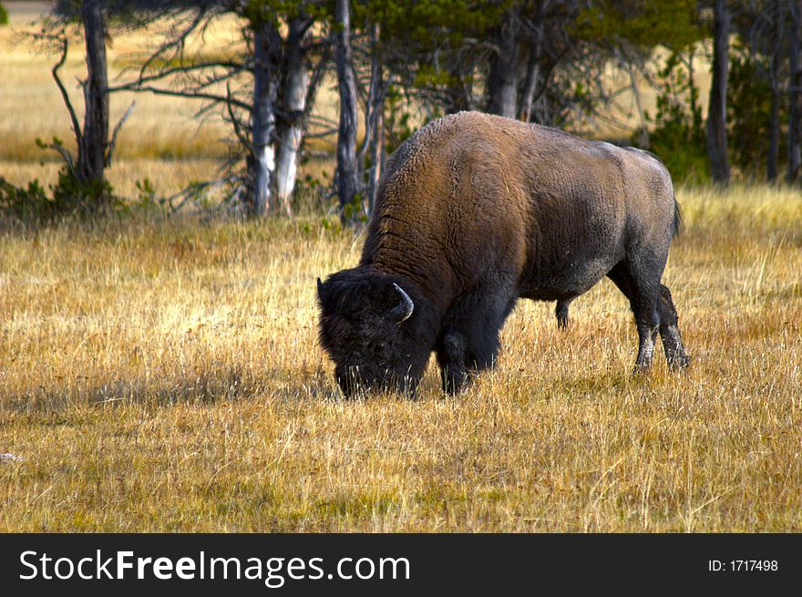A bison bull grazing in a meadow. A bison bull grazing in a meadow