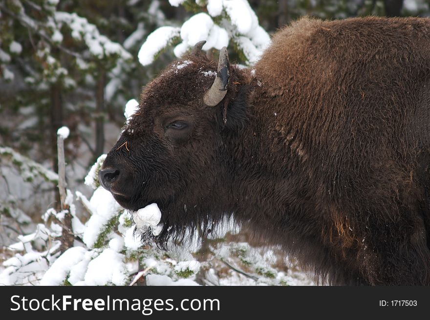 A young bison in a snowy landscape. A young bison in a snowy landscape