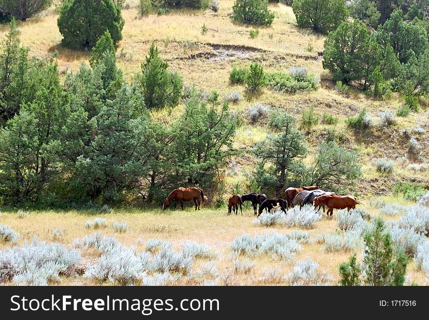 Horses Grazing