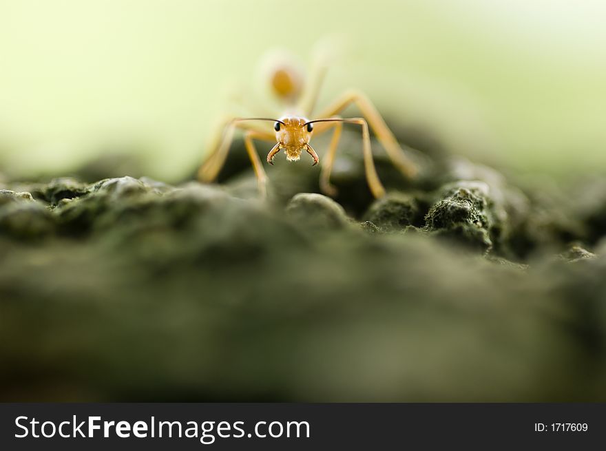 A red ant looking at camera