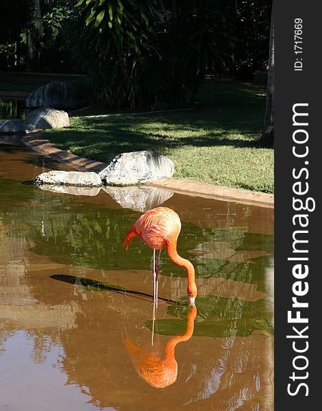 A flamingo at the zoo
