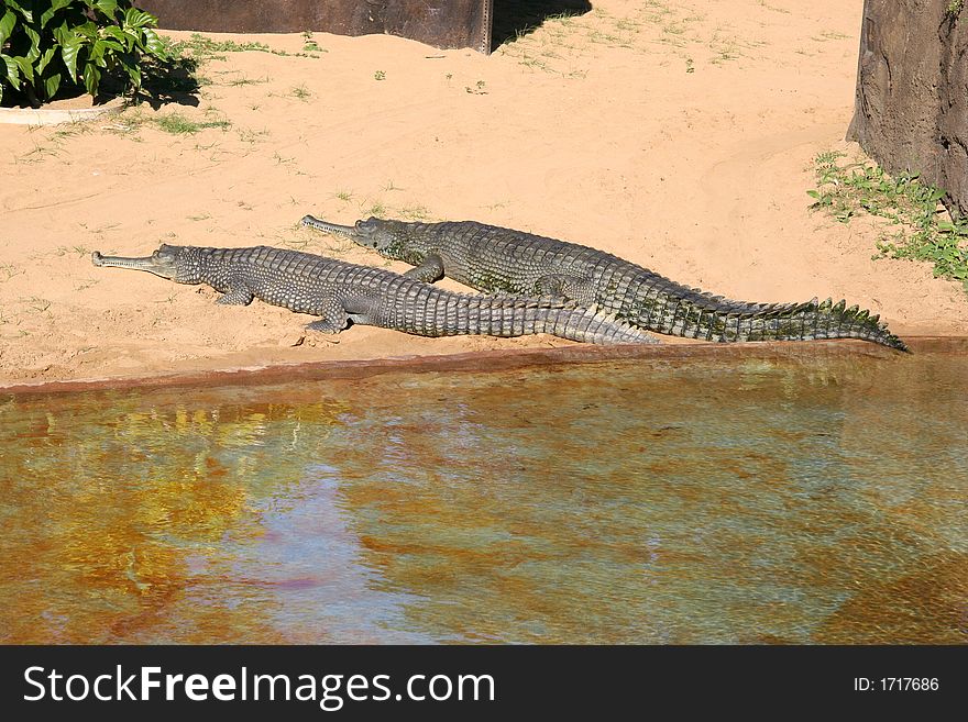 A couple of crocodiles resting in the sun