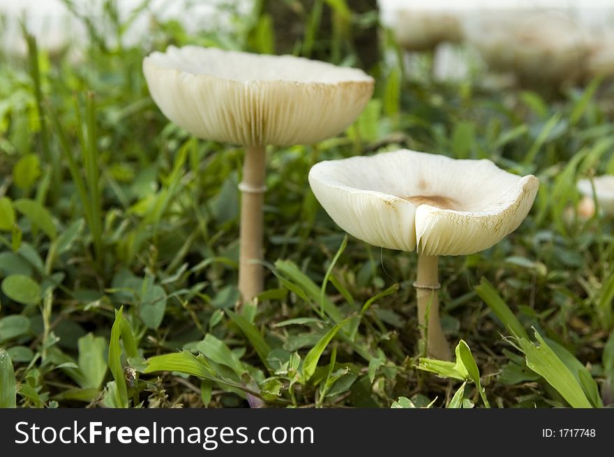 A pair of wild toadstool on grass patch