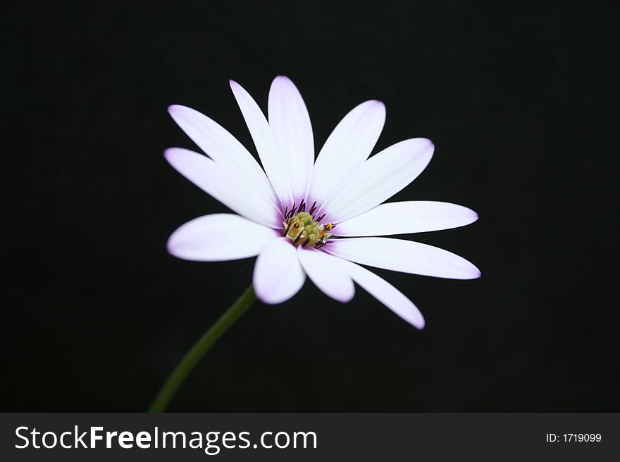 Cape Daisy