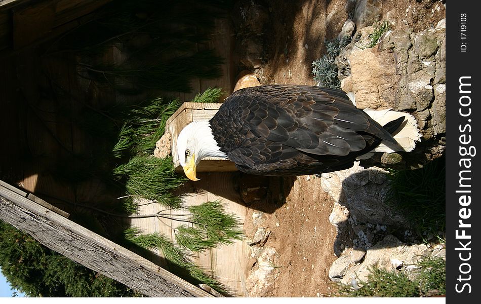 Bald eagle sitting proudly on its perch in a bird sanctuary