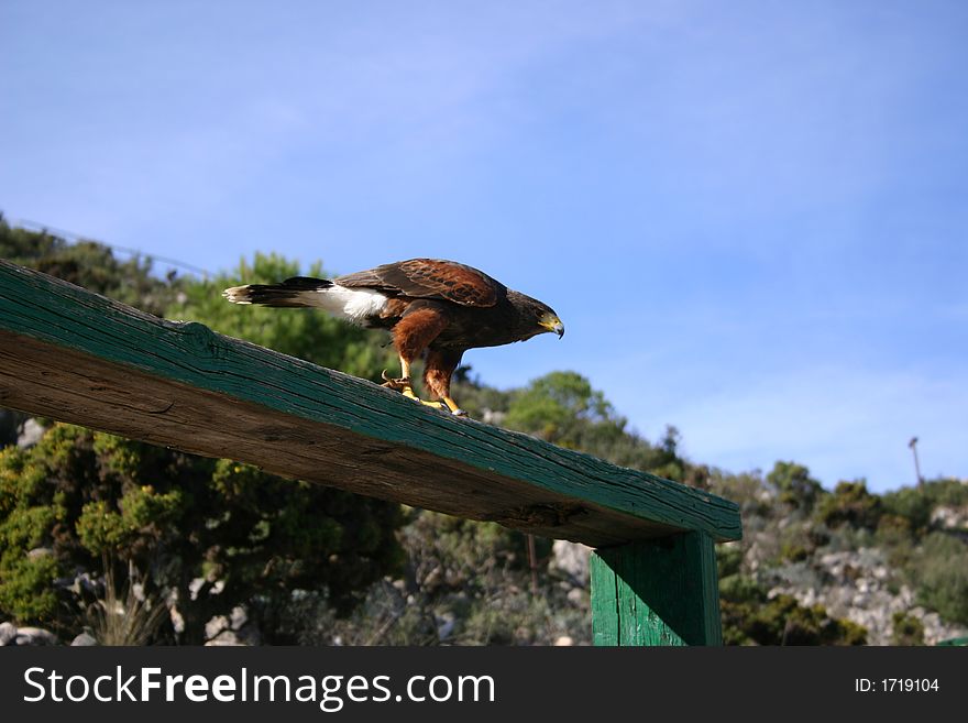 Peregrin falcon perch on a bench at a bird sanctuary. Peregrin falcon perch on a bench at a bird sanctuary