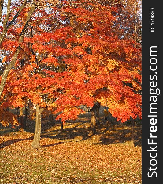 Beautiful autumn colors in a Japanese park with maple trees