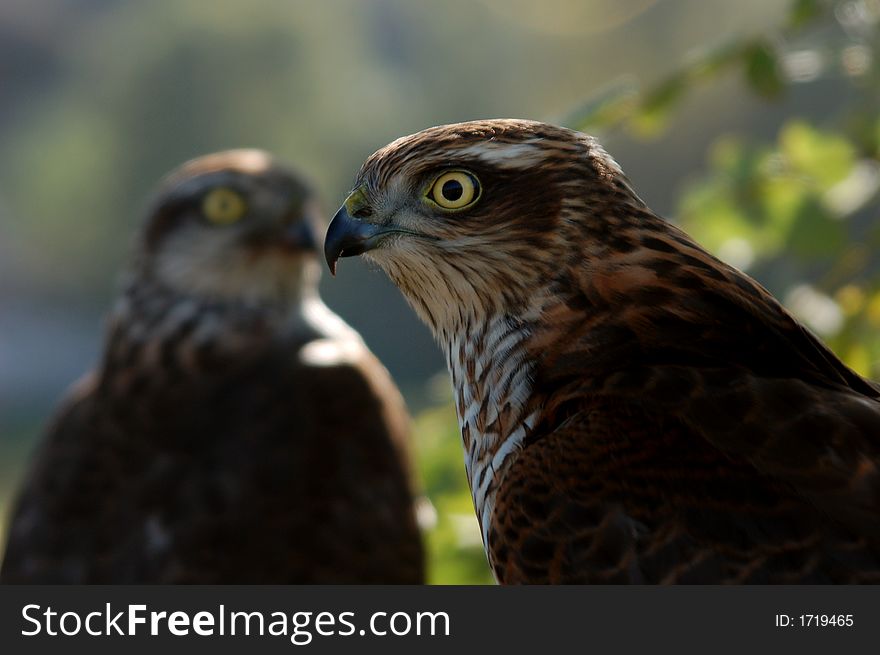 Two hawks resembling a reflection