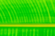 Green Leaf Pattern Stock Photography Green Leaf Pattern Stock Photography