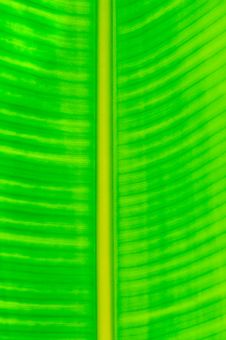 Green Leaf Pattern Stock Images Green Leaf Pattern Stock Images
