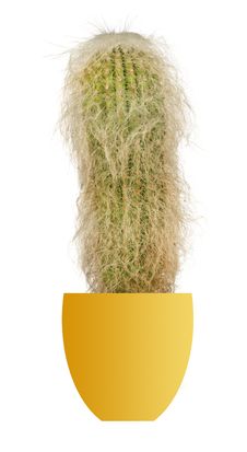 Cactus In Pot Royalty Free Stock Photo
