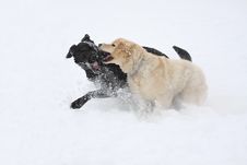 Dogs Palying In The Snow Stock Photos
