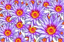 Texture Of Water Lilies Royalty Free Stock Image Texture Of Water Lilies Royalty Free Stock Image