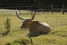 Texas Longhorn Cow At Rest Royalty Free Stock Photography