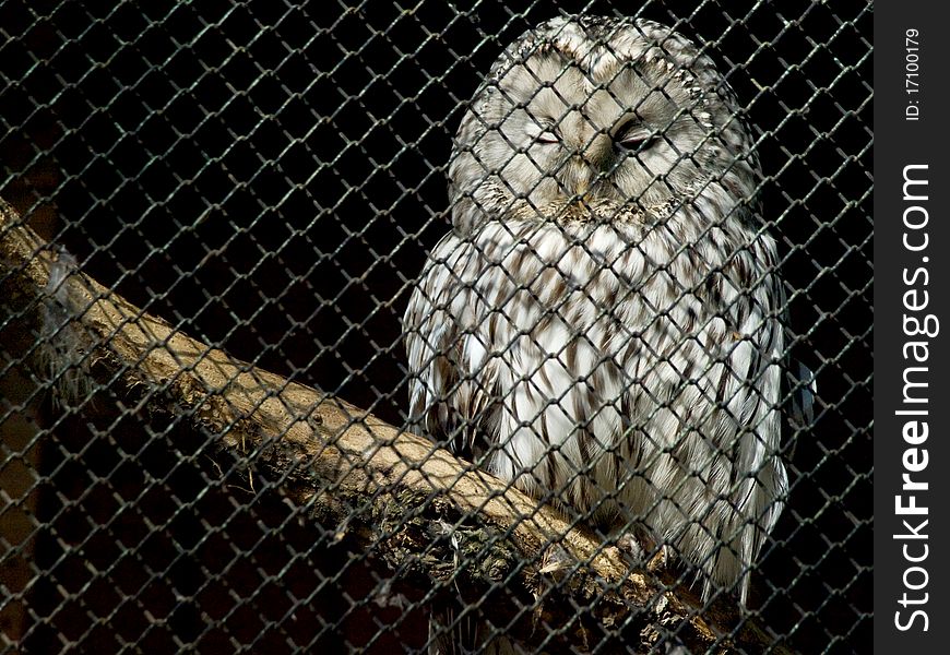 A snowy owl behind bars