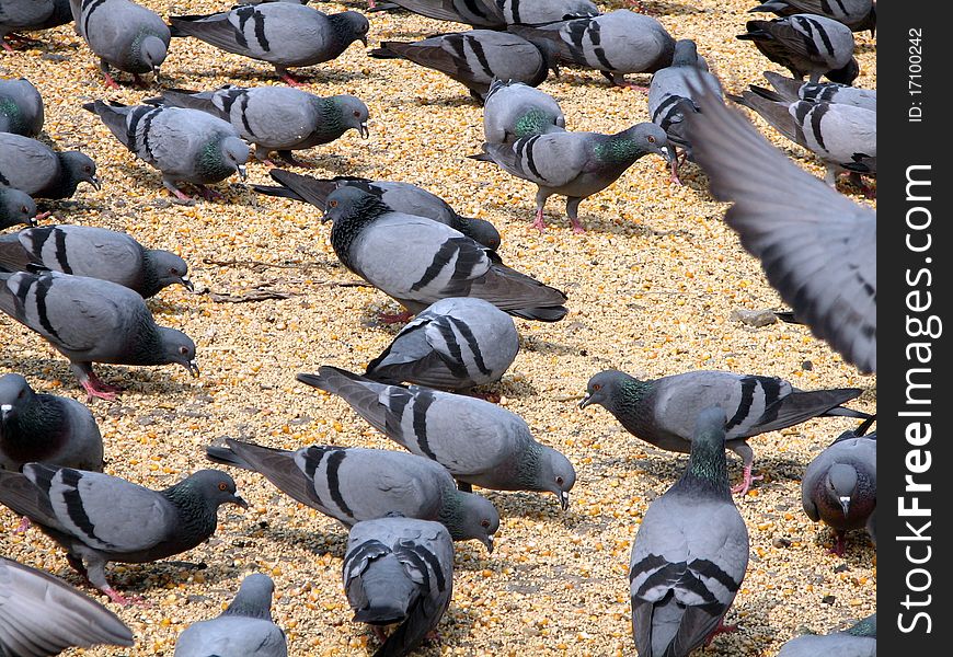 Grey pigeons feeding on grain and seeds. Grey pigeons feeding on grain and seeds