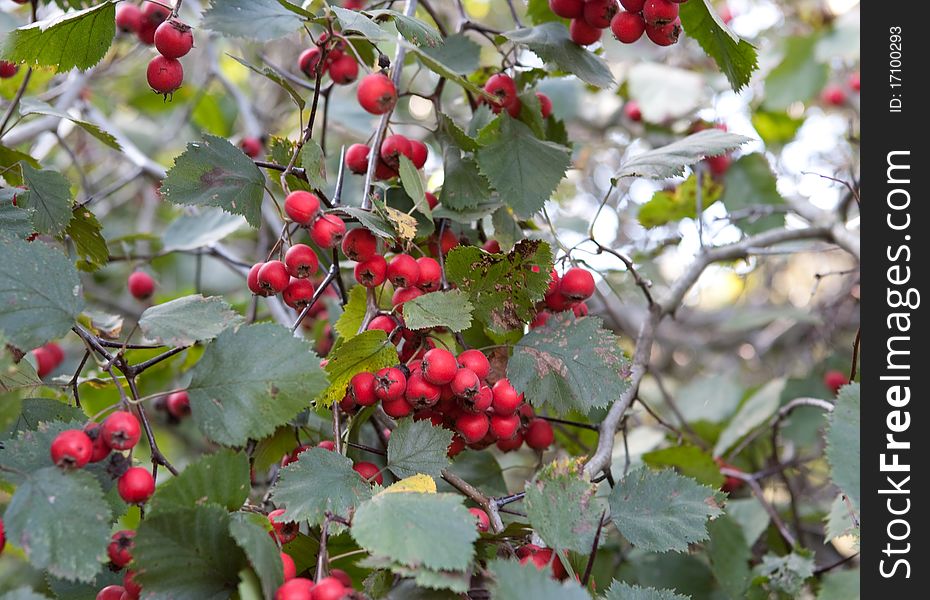 Red ash-berry closeup background