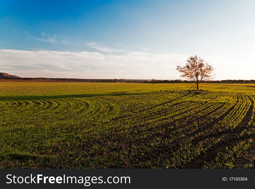 Small tree on a green field