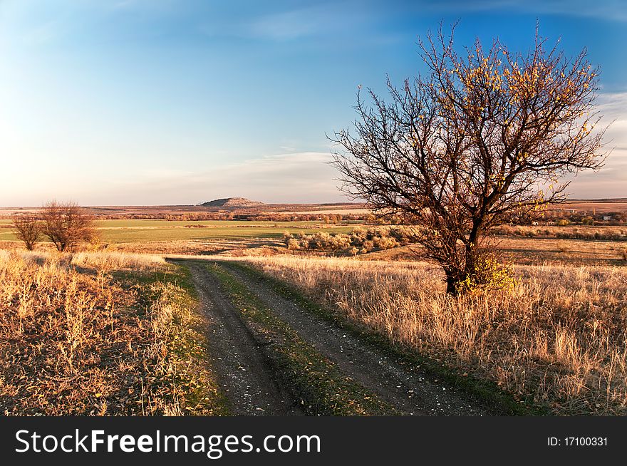 Lone bare tree near the road at the sunset. Autumn. Lone bare tree near the road at the sunset. Autumn