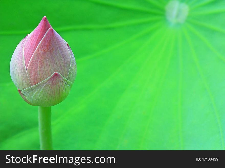 The lotus blossom and the lotus leaf.