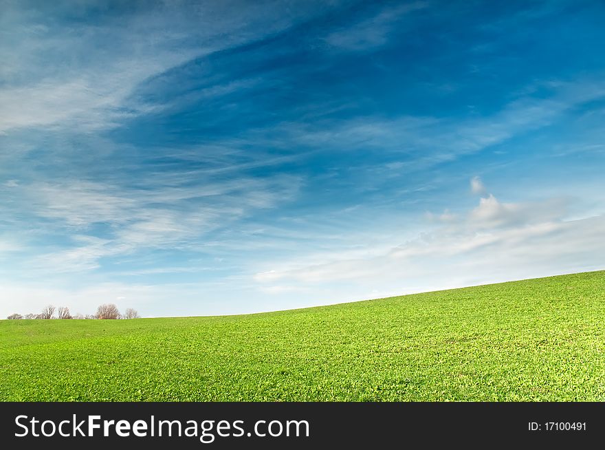 Green field with young sprouts of wheat. Green field with young sprouts of wheat