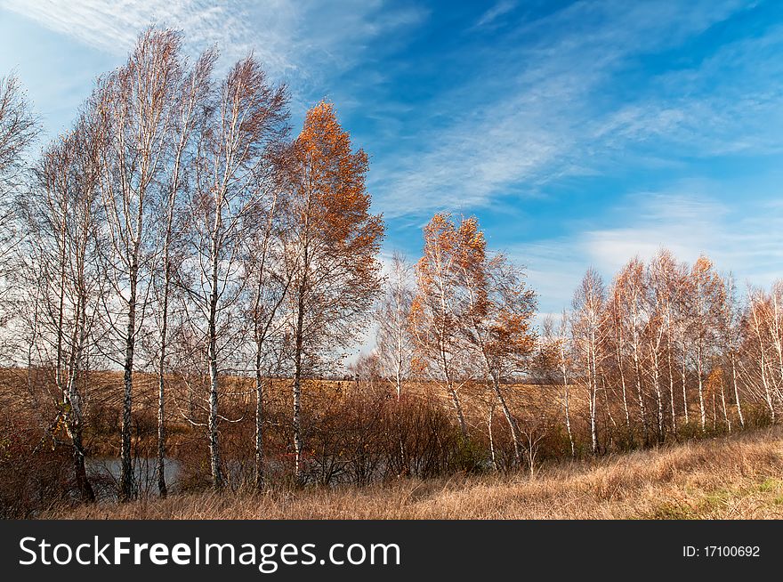 A row of bare birches is on the bank of the river. A row of bare birches is on the bank of the river