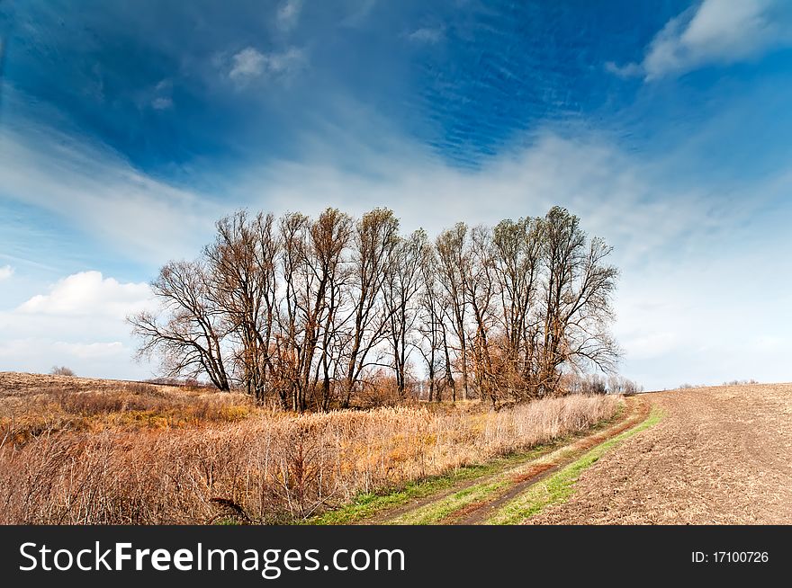 Trees In The Midst Of Fields