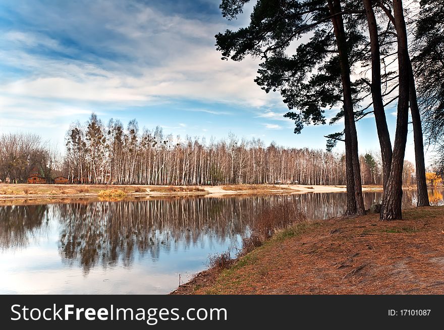 Row of birches near the lake are reflected in the water. In the foreground of pine. Row of birches near the lake are reflected in the water. In the foreground of pine