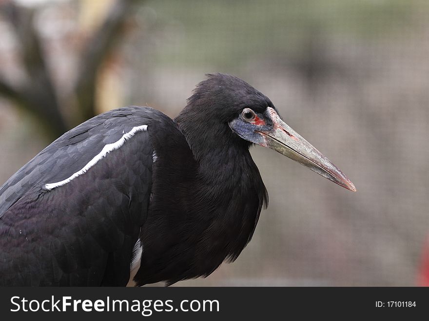 The Abdim's Stork, (Ciconia abdimii) also known as White-bellied Stork, is a black stork with grey legs, red knees and feet, grey bill and white underparts.
