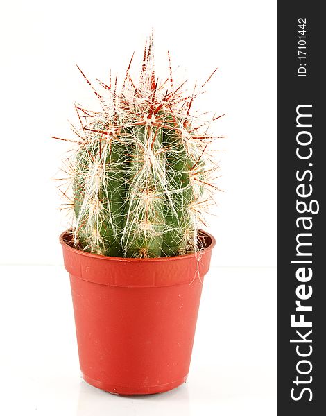 Cactus oreocereus celsianus isolated on white background