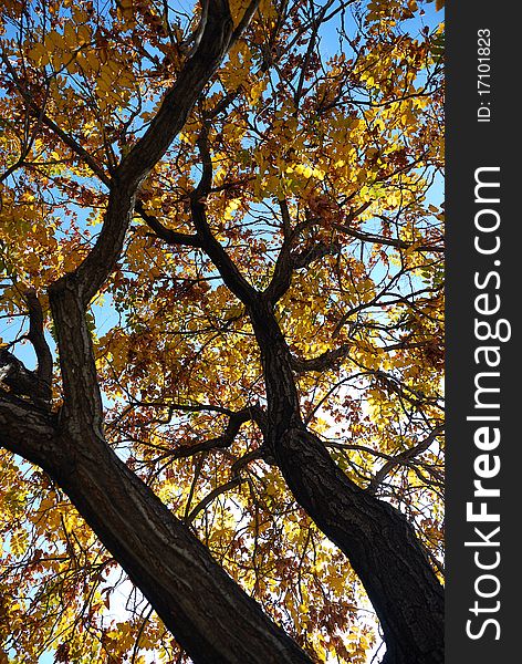 Tree in autumn with golden leaves. Tree in autumn with golden leaves