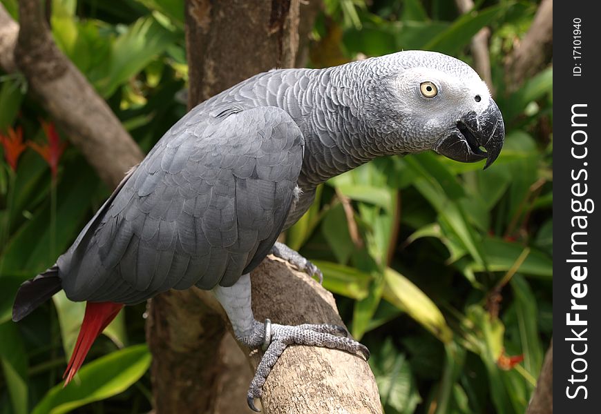 Gray parrot in birdspark, Bali