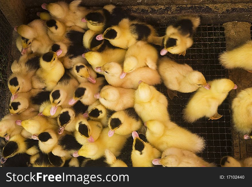 Ducklings in the cage at the market.