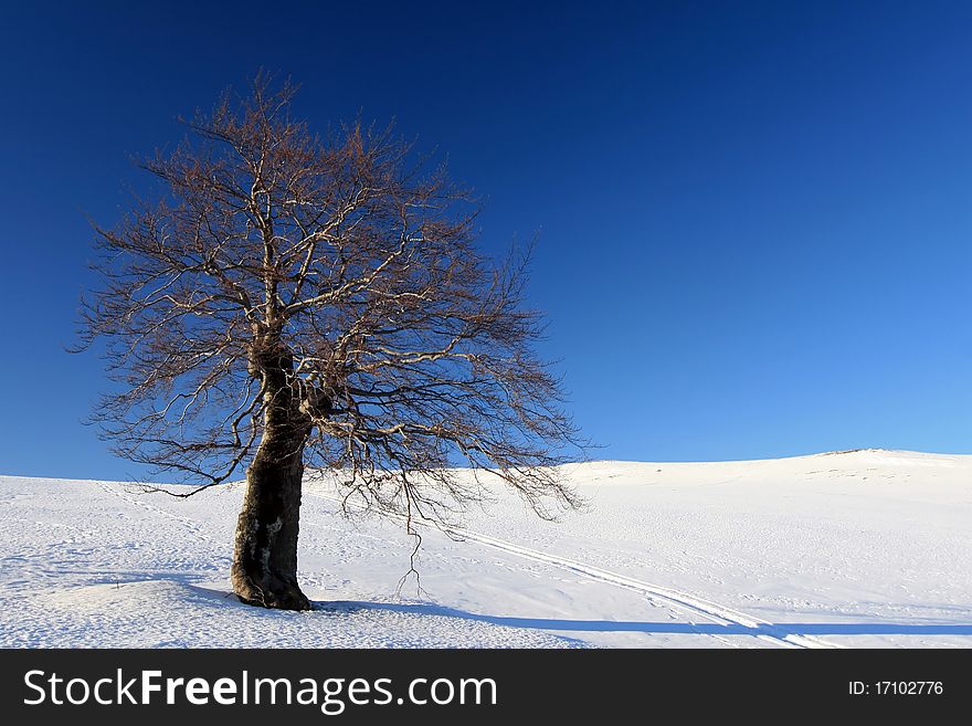 Winter tree standing in snow