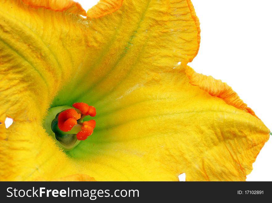 Pumpkin flowers on white background